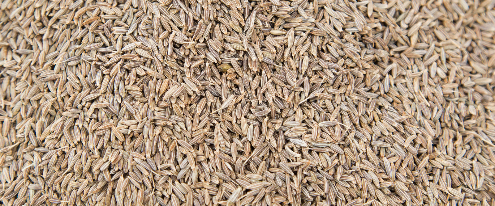 Featured Image: Premium Cumin Seeds